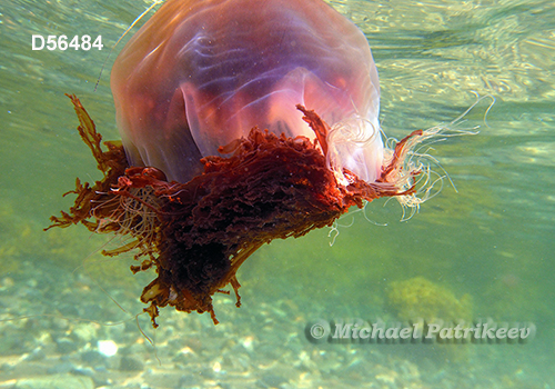 Lion's Mane Jellyfish (Cyanea capillata)